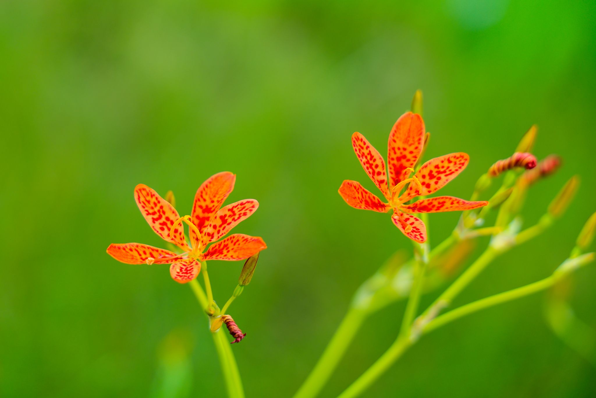 0B3225449FEE4B9CD2EAED24CC6_CF43E870_24153