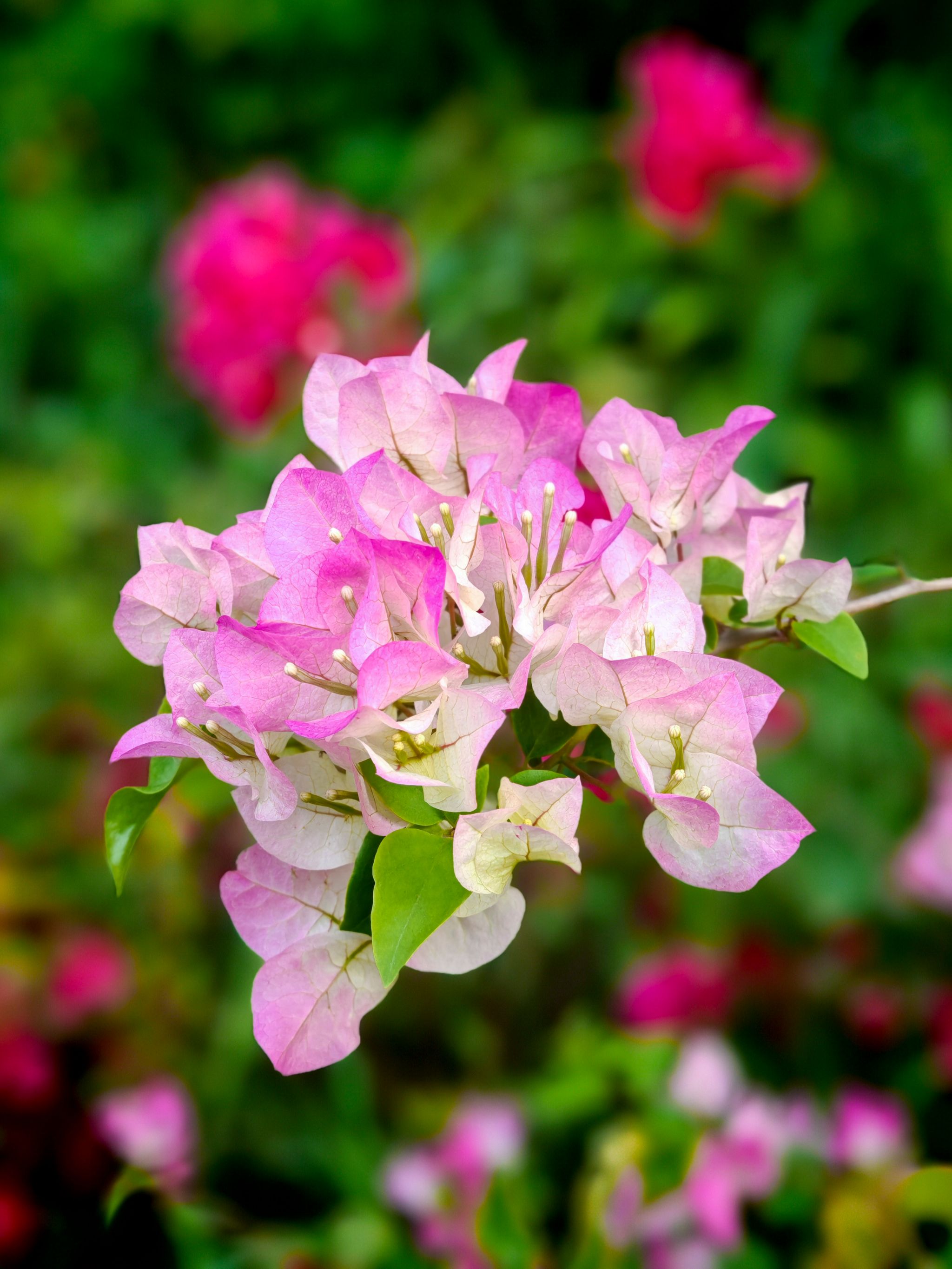 FD5DCFAEA25D97C02C2F88B7EA2_D818A865_70DCC