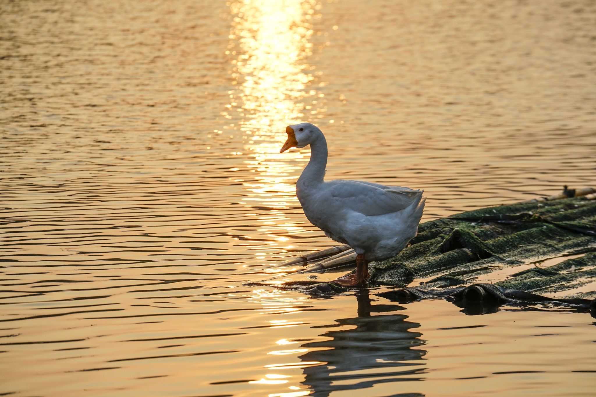 2B6E6C61DC7E579754365CEF6E4_D326404F_5B348