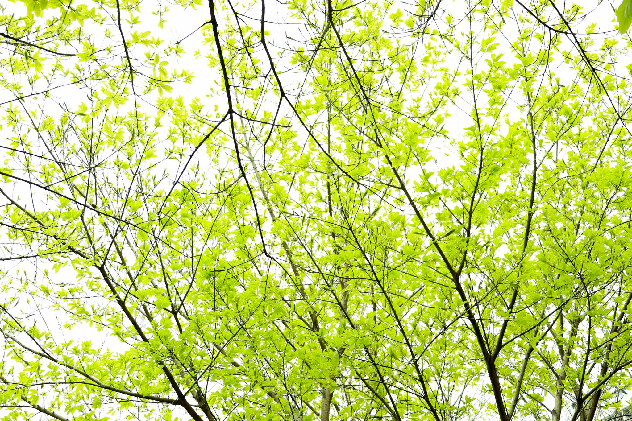 5CA85EE0183F5DBA69F4025A563_9EB7CA99_E2E2D