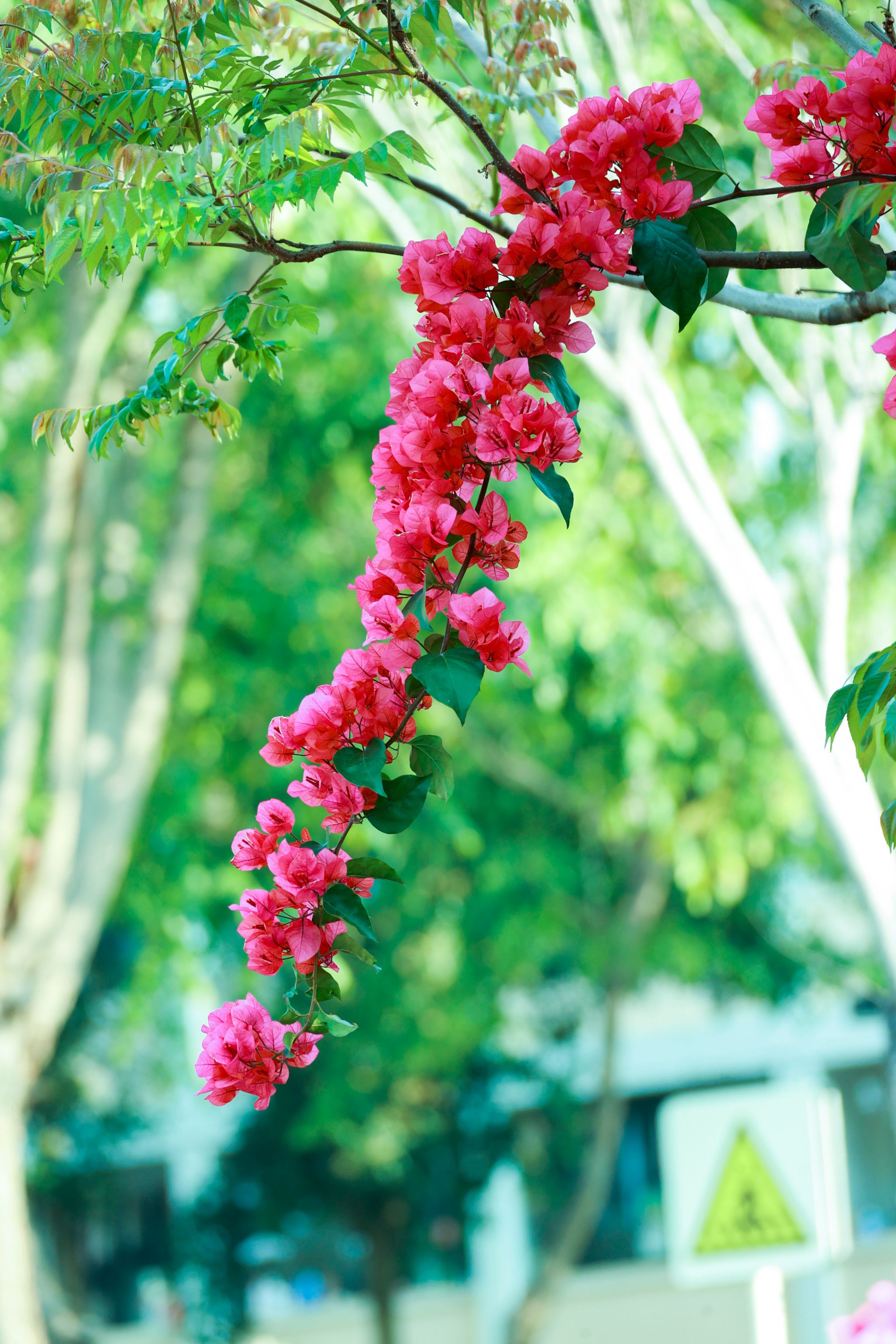 3B00715827F3BC0AEC0C3FE2C4C_F12598E5_A8AE1