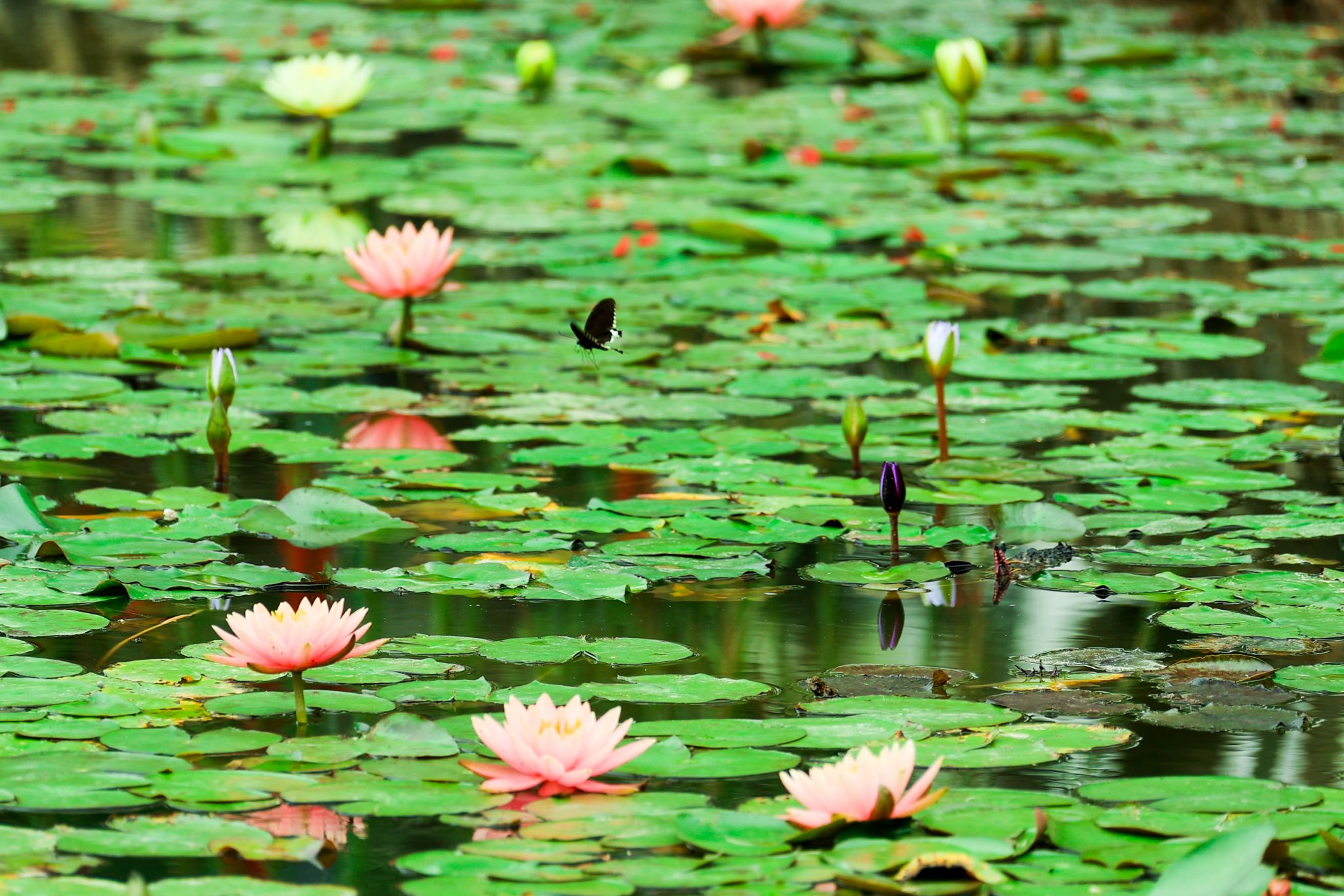 E03A73249486859FEE4B0D27295_C7305F3B_646DB