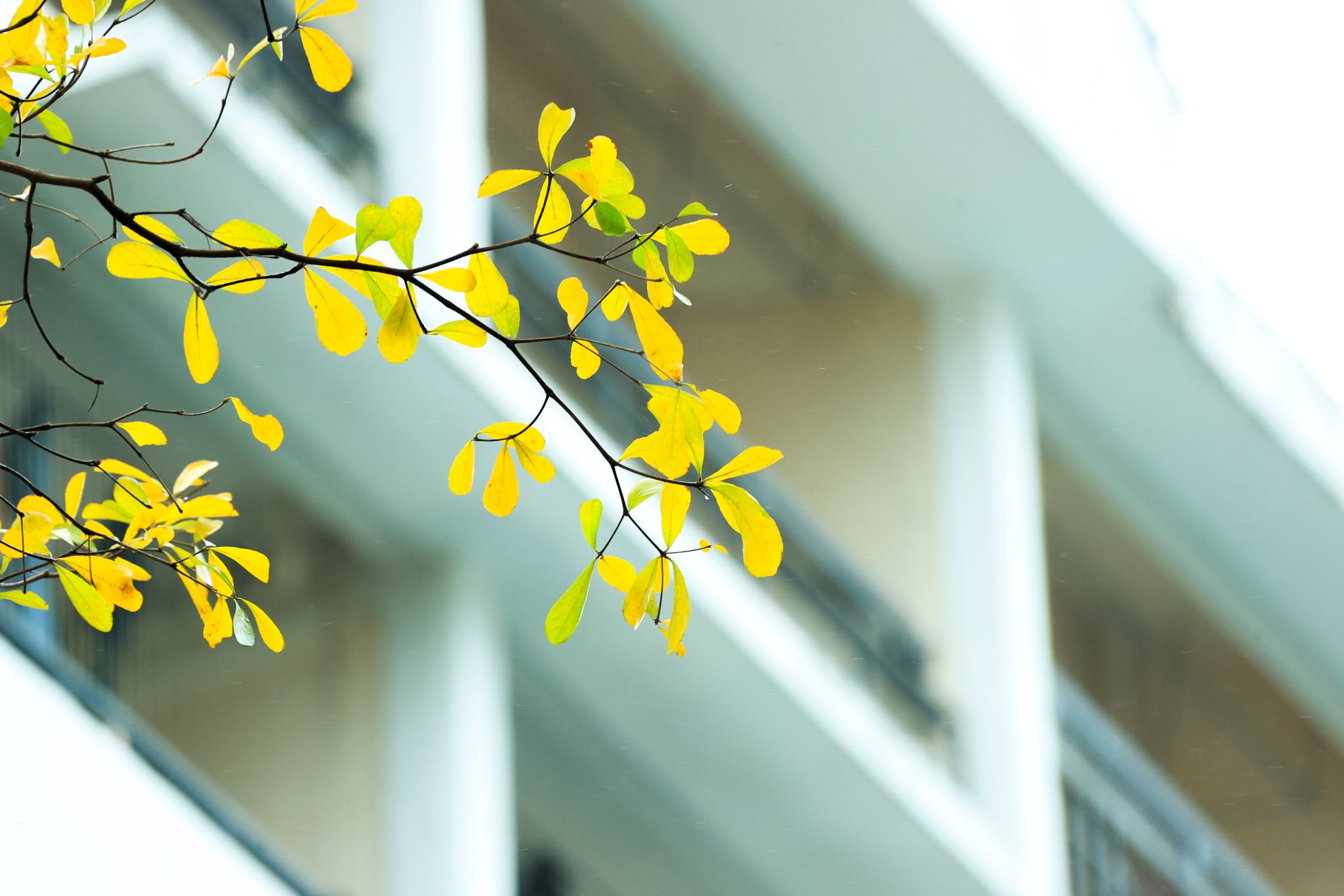 BCF5B16299BBC76D1BBE2C1C29F_18725DB2_31A3D