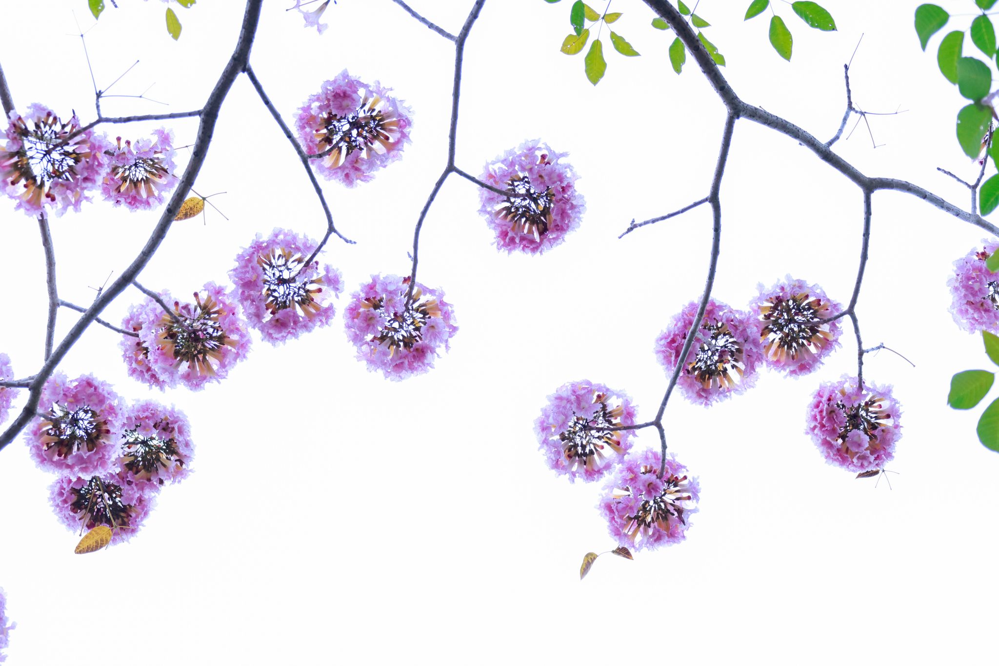 �齫����2(�й���)�ٷ���վ - IOS/��׿ͨ�ð�/�ֻ�APP����