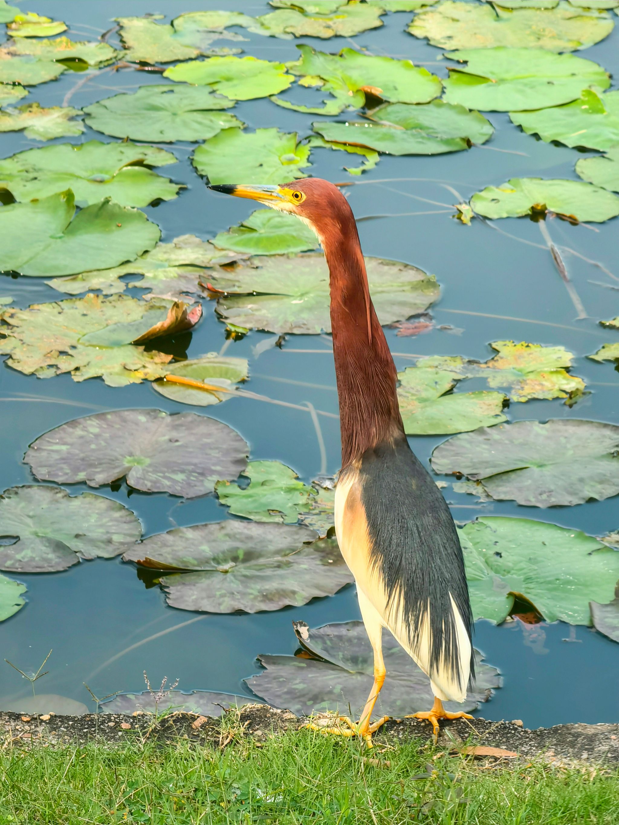 06BCCA4E202C507A5A1F3F32103_06076BAE_AB0E6